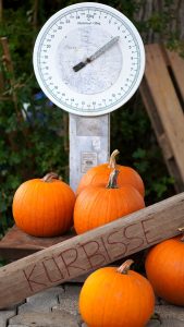 weighing scale, pumpkins, vegetables, harvest, weigh, weighing, produce, organic, pumpkin season